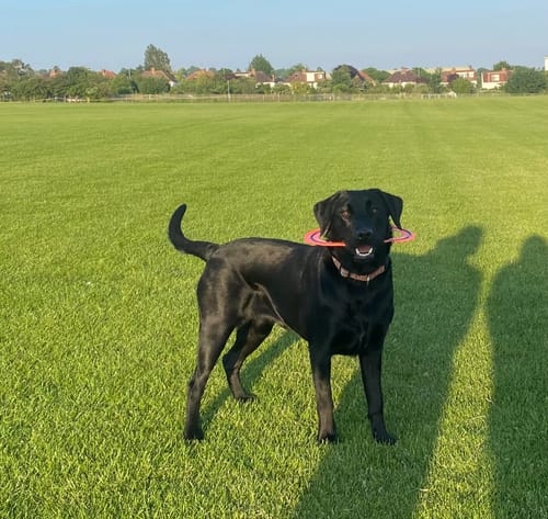 Customer photo review of Canagan Chicken Puppy Dry Dog Food