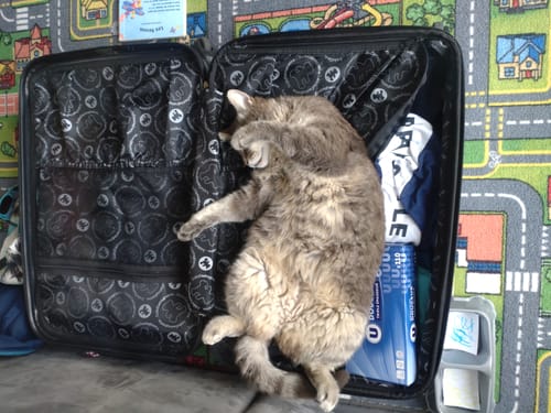 Avis photo d'un client sur Croquettes Chat Stérilisé Sans Céréales - Saumon