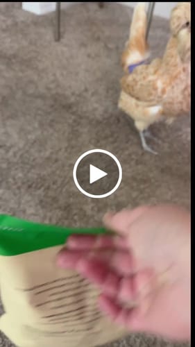 Customer video review of GrubTerra Dried Larvae Sample