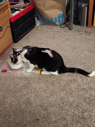 Customer photo review of Skin Allergy Rash and Irritations - Cats