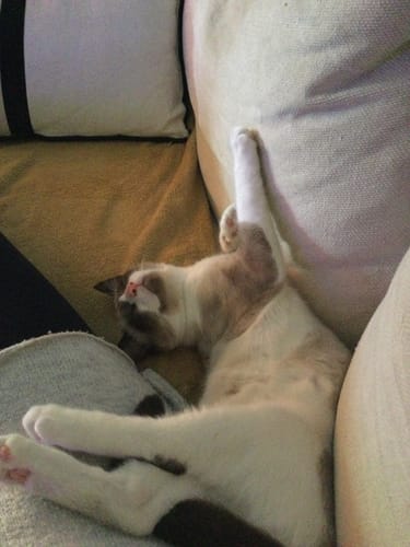 Avis photo d'un client sur Pâtée Chat Stérilisé Sans Céréales - Poisson Blanc
