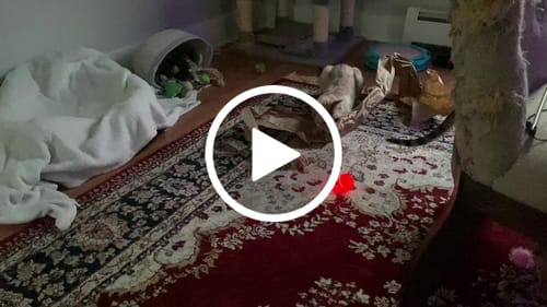 Customer video review of Whiska Ball (Special Edition)