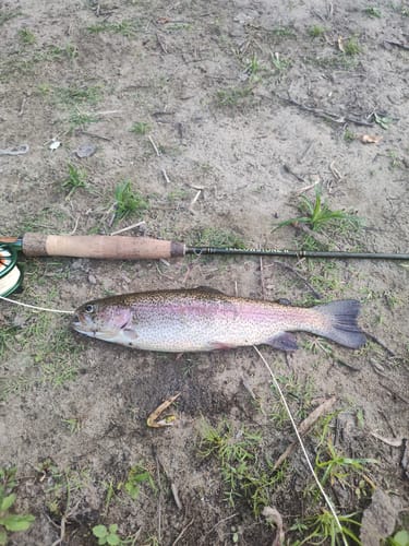 Customer photo review of Yellowstone II Fly Rod - 4 Piece