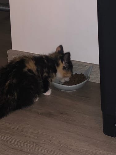 Avis photo d'un client sur Coffret Découverte Chaton - 1kg Croquettes + 8 Pâtées + 3 probiotiques