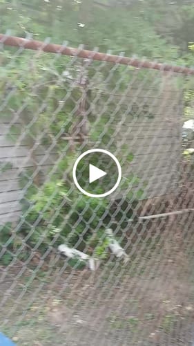 Customer video review of Green Privacy Screen Fence – 6′ x 50′
