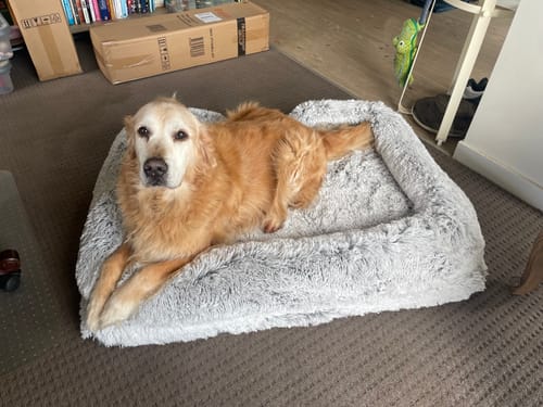 Customer photo review of PaWz Premium Pet Orthopaedic Bed