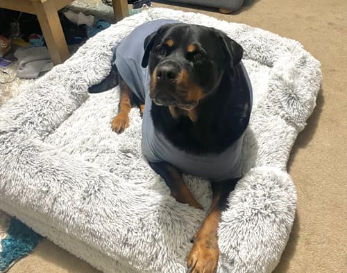 Customer photo review of PaWz Premium Pet Orthopaedic Bed