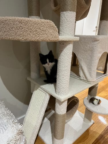 Customer photo review of Ona's Cottage Multi-Tier Cat Tree with Cat Scratching Posts