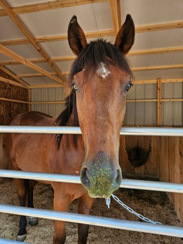 Customer photo review of Hay Chix® Free Up Feeder