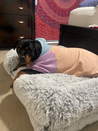 Customer photo review of PaWz Premium Pet Orthopaedic Bed