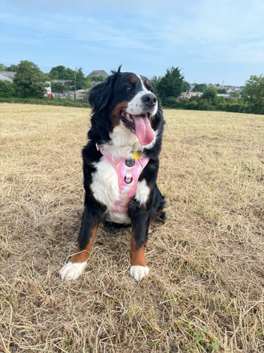 Customer photo review of Tough Trails™ Harness Lucky Dip