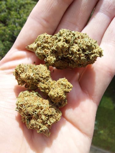 Customer photo review of Jack Herer - CBD 14% - Nuovo lotto: Aprile 2024