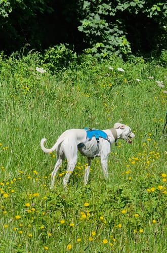 Customer photo review of Sighthound Escape Proof Harness