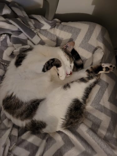 Avis photo d'un client sur Pâtée Chat Stérilisé Sans Céréales - Poisson Blanc