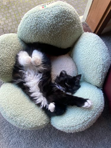 Customer photo review of Wuliii Flower Style Cozy Pet Bed