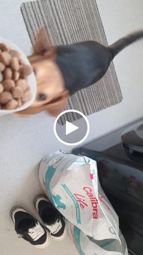 Customer video review of Calibra Dog Life Senior Small Breed Lamb