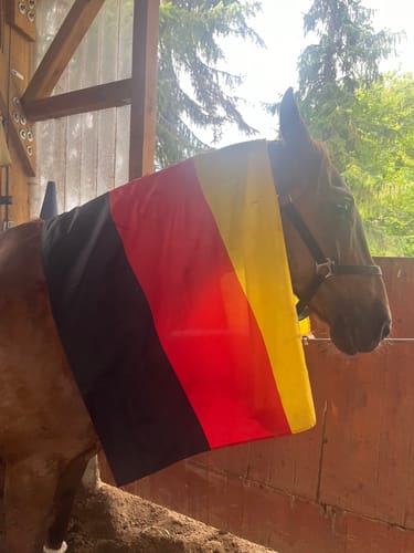 Customer photo review of Strotonin Horse Support