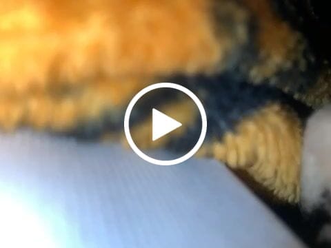 Customer video review of Bee Vitality π