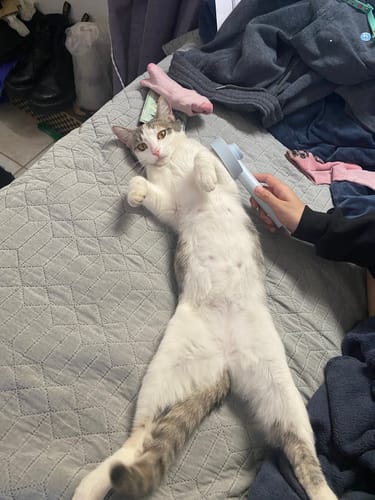 Customer photo review of FurGenie Cat Grooming Brush