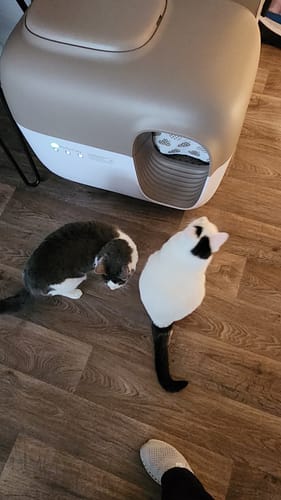 Customer photo review of Self-Cleaning Litter Box