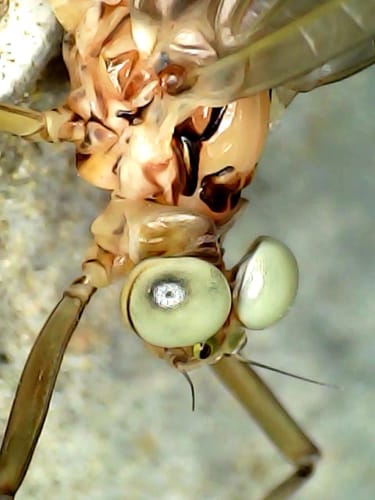 Customer photo review of Loupe électronique de poche