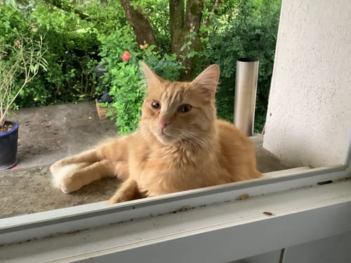 Avis photo d'un client sur Pâtée Chat Stérilisé Sans Céréales - Saumon