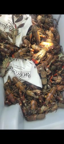 Customer photo review of Live Oregon Crawfish