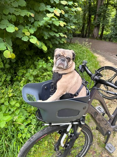 Customer photo review of Kvisp Dog Bike Carrier