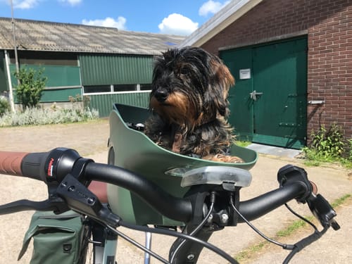 Customer photo review of Kvisp Dog Bike Carrier