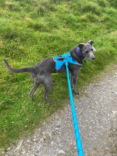 Customer photo review of Rope Dog Leads with Reflective Detailing & Foam Handle