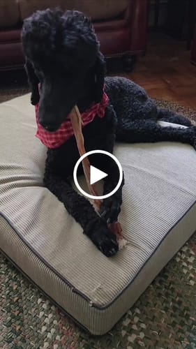 Customer video review of Chewy Ostrich Tendon Whole Twister. Long-lasting, Natural Dog Chew Treat by Savannah Pet Food