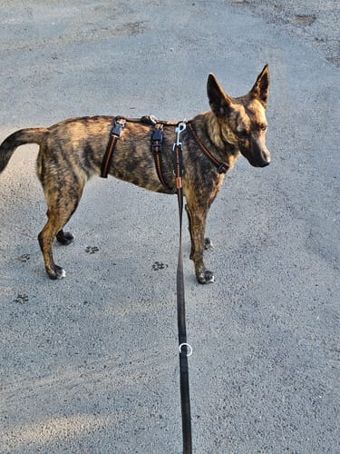 Customer photo review of Premium Sicherheitsgeschirr gepolstert, Panikgeschirr