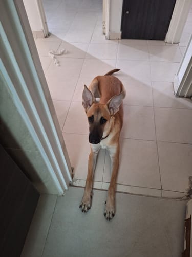 Customer photo review of Oh My Dog! 1 pz de 850 gr + Envío GRATIS
