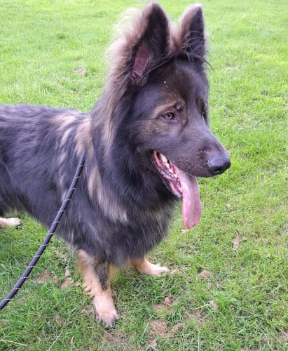 Customer photo review of FIDA Durable Slip Lead