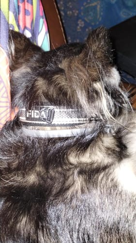 Customer photo review of FIDA Heavy Duty Dog Collar