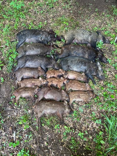 Customer photo review of Pig Brig Trap System