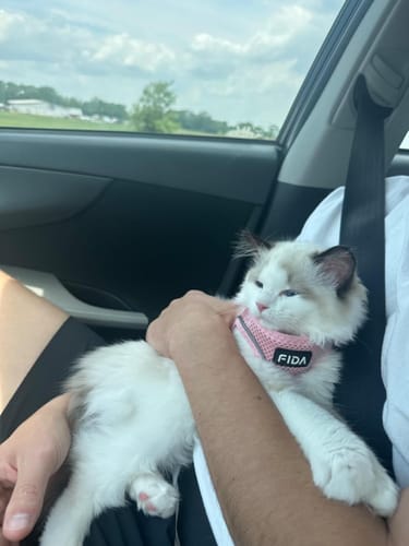Customer photo review of FIDA Cat Harness and Leash Set for Walking Kitten and Puppy