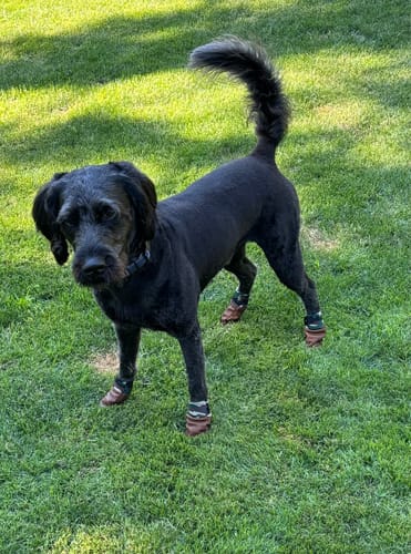 Customer photo review of Leather Dog Booties - Doccasins - 1 pair