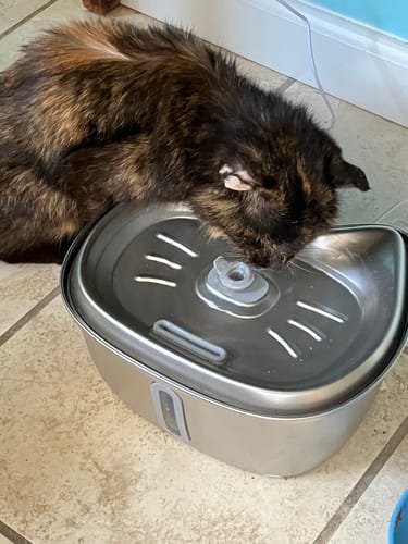 Customer photo review of Stainless Steel Cat Water Fountain