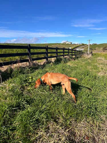 Customer photo review of Two Tone O Ring Collar - Waterproof BioThane® Custom Dog Collar