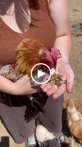 Customer video review of GrubTerra Dried Larvae Sample