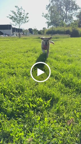 Customer video review of Tough Trails™ Harness - Fairytale Forest