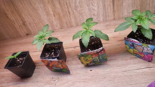 Customer photo review of Sour Aloha 28% THC - Feminisiert