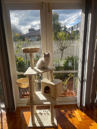 Customer photo review of PaWz 130cm Cat Tower Scratching Climbing Post