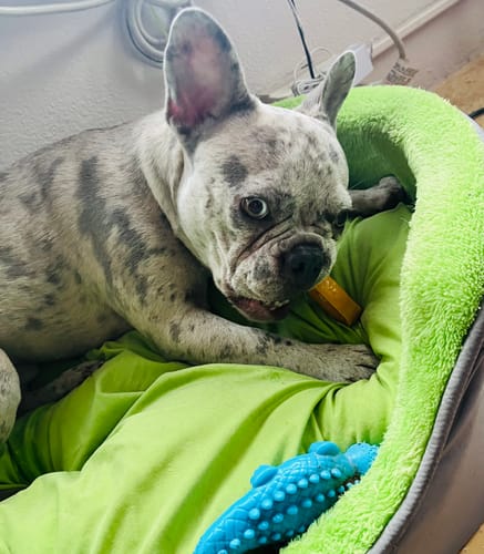 Customer photo review of MIX FLAVORED CHEWS ( A PACK OF 4 STICKS )