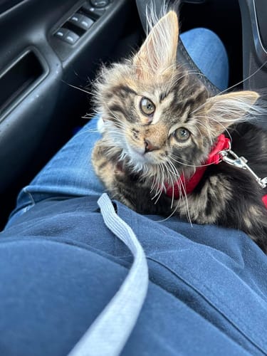 Customer photo review of FIDA Cat Harness and Leash Set for Walking Kitten and Puppy