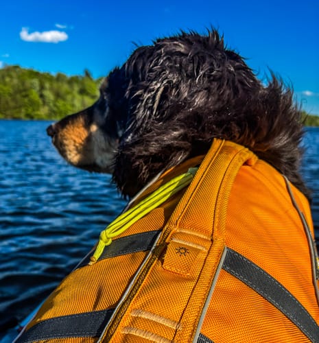 Customer photo review of KING KALM 600mg CBD with Copaiba, Krill Oil and DHA for Dogs & Cats