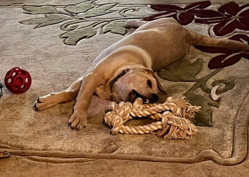 Customer photo review of FIDA Dog Rope Toys