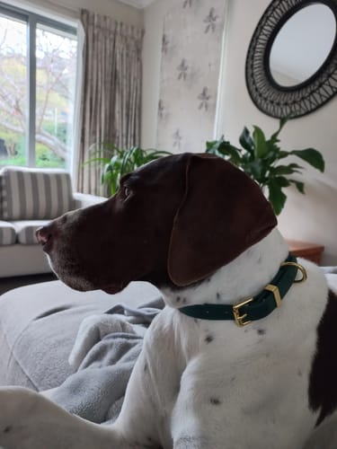 Customer photo review of Classic Buckle Collar - Waterproof BioThane® Custom Dog Collar