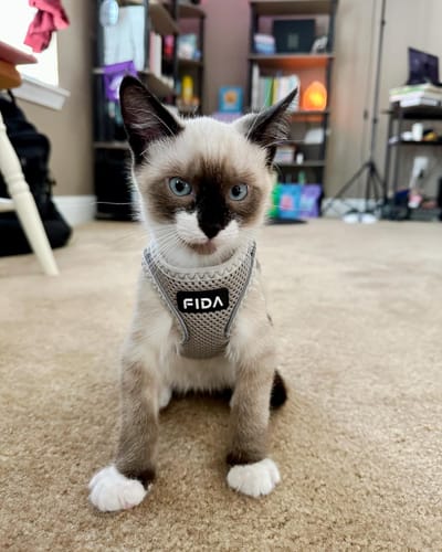 Customer photo review of FIDA Cat Harness and Leash Set for Walking Kitten and Puppy
